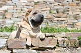 SHAR-PEI 455